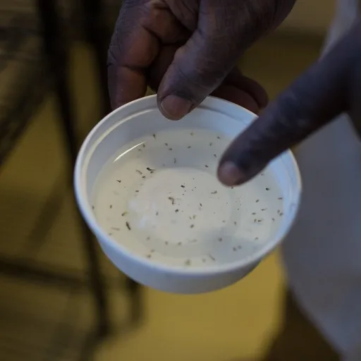 Quatre millions de moustiques stériles lâchés en Isère : la technique de l'insecte stérile peut-elle passer à l'échelle ?
