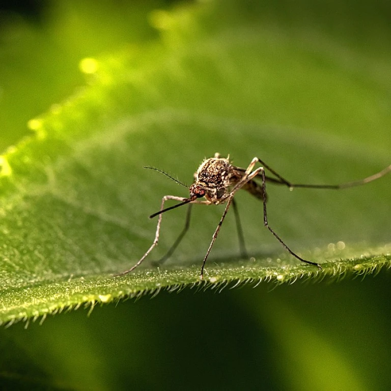 Évitez les piqûres avec une prise anti-moustique efficace