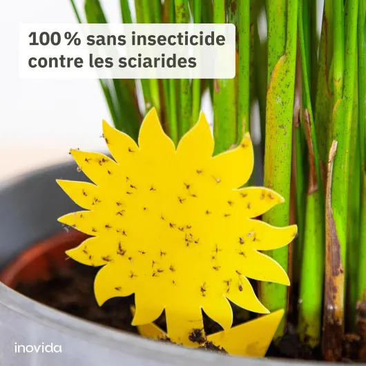 Pièges Jaunes Mouches du Terreau : 30 Pièges Jaunes Contre Les Mouches du Terreau pour Plantes d’Intérieur sans Insecticide – Lutter Contre Les Moucherons avec des Panneaux Jaunes – de Inovida 30x Autocollants jaunes