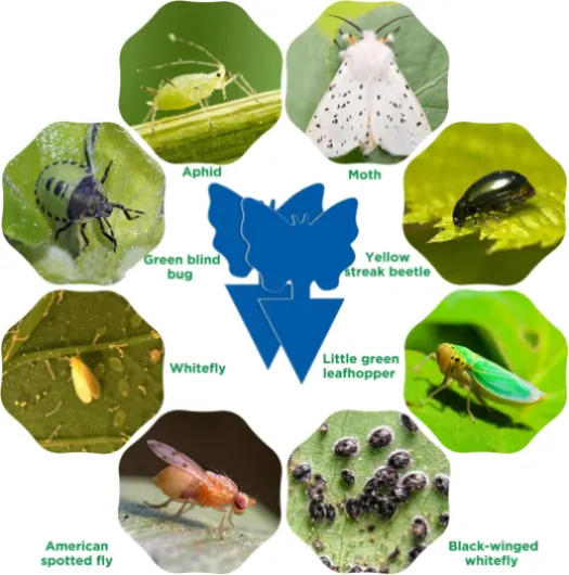 71byXH-LEBL._AC_SL1500_