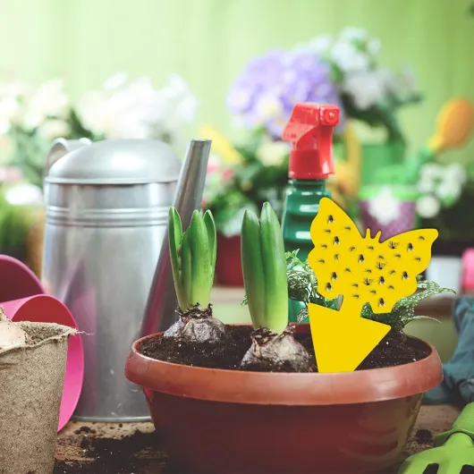 71Bo Vf-nIL._AC_SL1500_