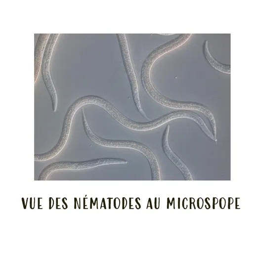 61CS846fzrL._SL1500_