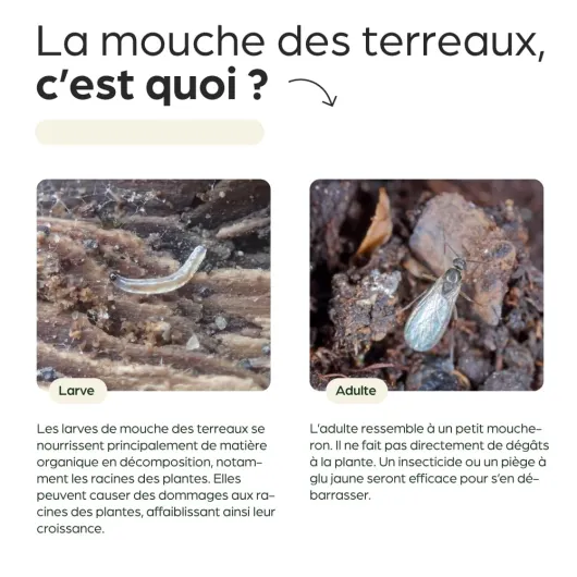 61IFu8rewCL._SL1000_