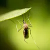 Comment éliminer le petit moucheron noir dans la maison sans déséquilibrer l’écosystème intérieur