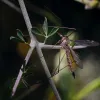 Comment repousser les moustiques avec des pièges et des solutions naturelles vraiment utiles
