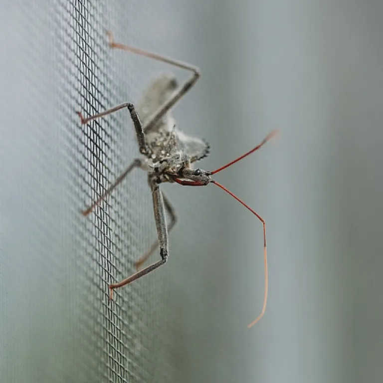 Huile essentielle de tea tree : alliée naturelle pour la peau et la lutte contre les moustiques