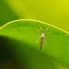Comment se débarrasser durablement des moustiques dans une chambre pour des nuits paisibles