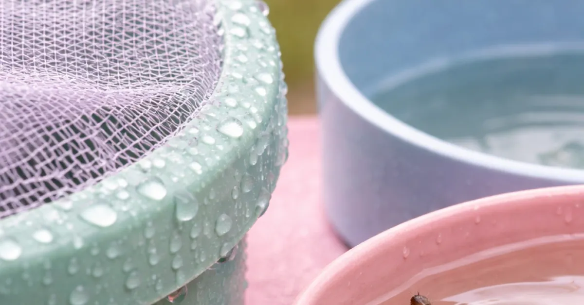 Dengue autochtone en France : les gestes qui cassent vraiment la chaîne de transmission