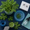 Le géranium anti-moustique repousse-t-il les Aedes ou juste les idées reçues sur les plantes miracles ?
