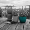 Lavande, basilic citron et menthe poivrée en pot : planter un massif anti-moustique qui fonctionne sur une terrasse