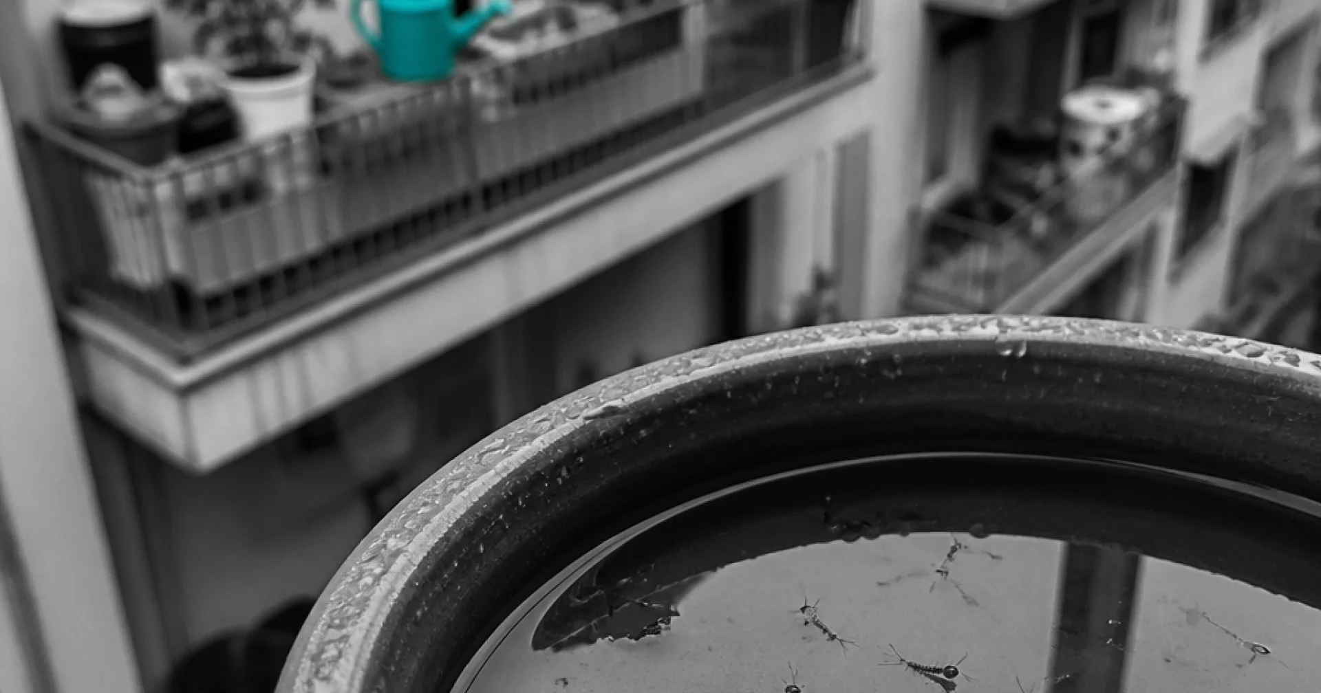 Copropriété et moustiques : quand le voisin du dessus nourrit les larves de tout l'immeuble