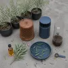 Niaouli, allié discret des pièges à moustiques et des astuces naturelles