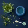 Niaouli et pièges à moustiques : comment cette plante répulsive peut transformer votre protection naturelle
